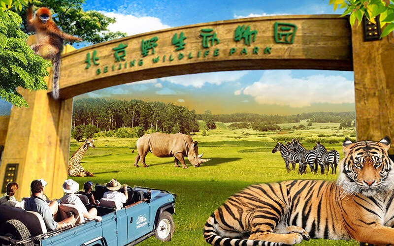 北京野生动物园一日游【包车 天津出发,上门接送,不限时间,深度畅玩】
