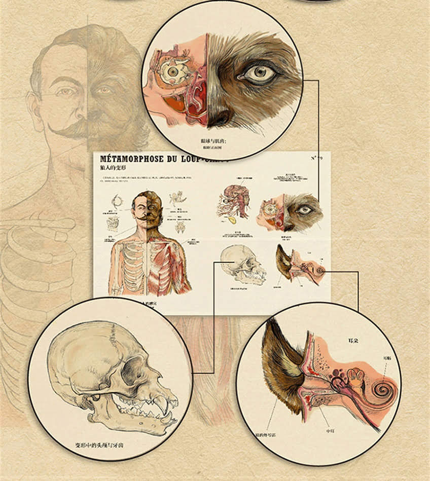 超自然动物变形图鉴PDF图片
