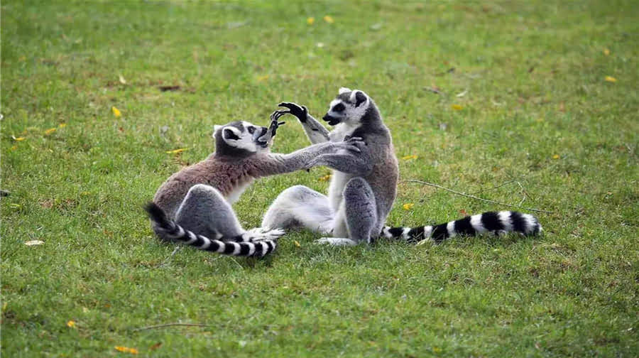 合肥疯狂松鼠岛