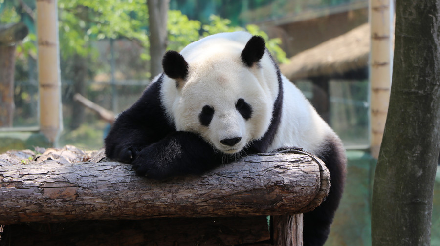 南京紫清湖野生动物世界一日游【亲子推荐|看7只大熊猫|乘坐小火车零距离】
